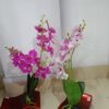 Artificial Plants (S) 1 Feet B53-23