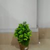 Plastic Plant (S) 0.5 Feet P002