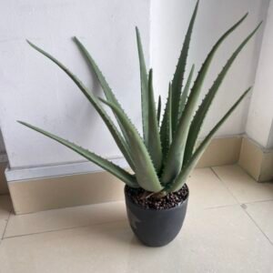 Artificial Plants (B) 3 Feet PN-2